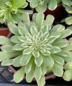 Aeonium Emerald Ice Succulent 2 & 4 inch Pots Live Plant Green White