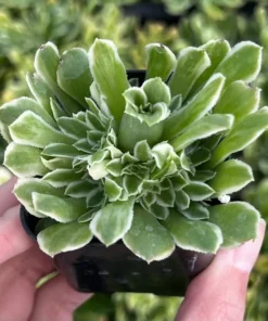 Aeonium Emerald Ice Succulent 2 & 4 inch Pots Live Plant Green White