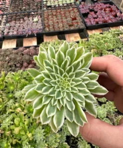 Aeonium Emerald Ice Succulent 2 & 4 inch Pots Live Plant Green White