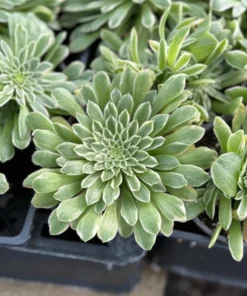 Aeonium Emerald Ice Succulent 2 & 4 inch Pots Live Plant Green White