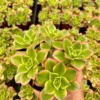 Aeonium Kiwi, Rosette Succulents with Pups, Easy Care Plant in 2", 4", 6" pot