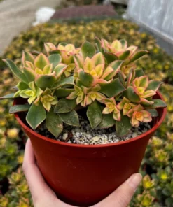 Aeonium Kiwi, Rosette Succulents with Pups, Easy Care Plant in 2", 4", 6" pot