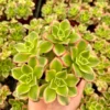 Aeonium Kiwi Succulent 4 inch Rosette Houseplant Flash Sale