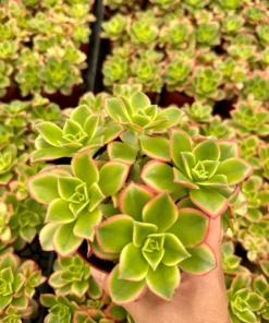 Aeonium Kiwi Succulent 4 inch Rosette Houseplant Flash Sale