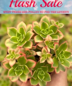 Aeonium Kiwi Succulent 4 inch Rosette Houseplant Flash Sale