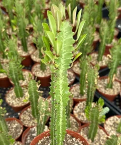 African Milk Tree Euphorbia Trigona Live Plant 4-inch Pot