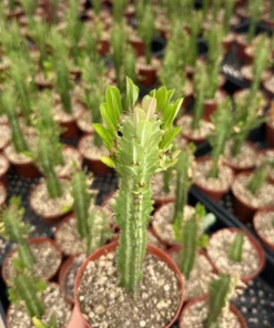 African Milk Tree Euphorbia Trigona Live Plant 4-inch Pot