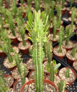 African Milk Tree Euphorbia Trigona Live Plant 4-inch Pot