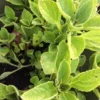 African Potato mint - 3 Plants In A Cup 5”-8” length / Organic Growth