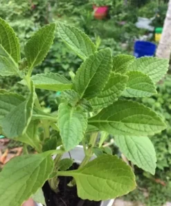 African Potato mint - 3 Plants In A Cup 5”-8” length / Organic Growth