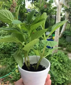 African Potato mint - 3 Plants In A Cup 5”-8” length / Organic Growth