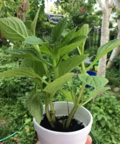 African Potato mint - 3 Plants In A Cup 5”-8” length / Organic Growth