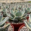 Agave Kissho Kan Lucky Crown Century Plant 6 inch Variegated Succulent