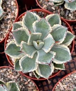 Agave Kissho Kan Lucky Crown Century Plant 6 inch Variegated Succulent