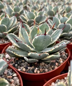 Agave Kissho Kan Lucky Crown Century Plant 6 inch Variegated Succulent