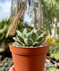 Agave Kissho Kan Lucky Crown Century Plant 6 inch Variegated Succulent