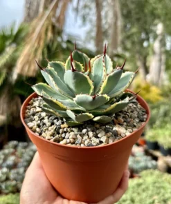 Agave Kissho Kan Lucky Crown Century Plant 6 inch Variegated Succulent