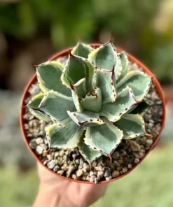 Agave Kissho Kan Lucky Crown Century Plant 6 inch Variegated Succulent