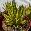Agave Lophantha, Quadricolor, Century Plant, Variegated Succulent, Large Plant in 8'', 10'' pot