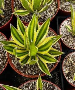 Agave Lophantha, Quadricolor, Century Plant, Variegated Succulent, Large Plant in 8'', 10'' pot