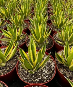 Agave Lophantha, Quadricolor, Century Plant, Variegated Succulent, Large Plant in 8'', 10'' pot