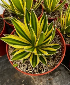 Agave Lophantha, Quadricolor, Century Plant, Variegated Succulent, Large Plant in 8'', 10'' pot