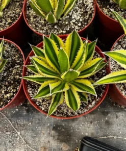Agave Lophantha, Quadricolor, Century Plant, Variegated Succulent, Large Plant in 8'', 10'' pot