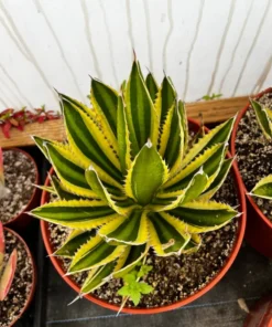 Agave Lophantha, Quadricolor, Century Plant, Variegated Succulent, Large Plant in 8'', 10'' pot