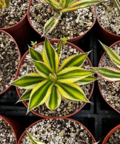 Agave Lophantha, Quadricolor, Century Plant, Variegated Succulent, Large Plant in 8'', 10'' pot