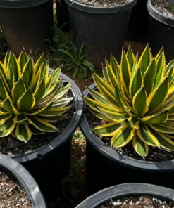 Agave Lophantha, Quadricolor, Century Plant, Variegated Succulent, Large Plant in 8'', 10'' pot