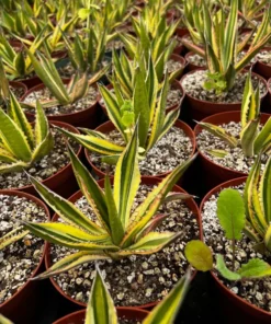 Agave Lophantha, Quadricolor, Century Plant, Variegated Succulent, Large Plant in 8'', 10'' pot