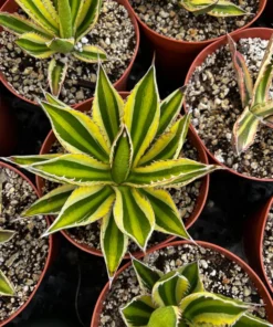 Agave Lophantha, Quadricolor, Century Plant, Variegated Succulent, Large Plant in 8'', 10'' pot