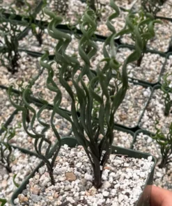 Albuca Bruce Bayeri Curly Grass Succulent 4" Pot Blue-Green Rare Plant