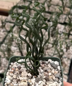 Albuca Bruce Bayeri Curly Grass Succulent 4" Pot Blue-Green Rare Plant