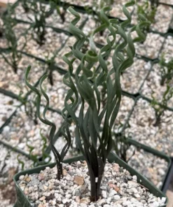 Albuca Bruce Bayeri Curly Grass Succulent 4