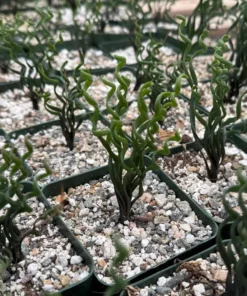 Albuca Bruce Bayeri Curly Grass Succulent 4