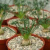 Albuca Spiralis, Augrabies Hills, Frizzle Sizzle, Corkscrew Albuca, Exotic Rare Succulent, Mini Plant, Curly Grass in 4'', 6" pot