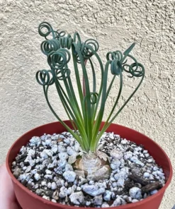 Albuca Spiralis, Augrabies Hills, Frizzle Sizzle, Corkscrew Albuca, Exotic Rare Succulent, Mini Plant, Curly Grass in 4'', 6" pot