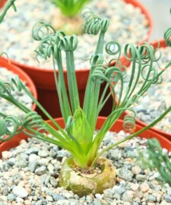 Albuca Spiralis Frizzle Sizzle – Live Corkscrew Succulent in 4