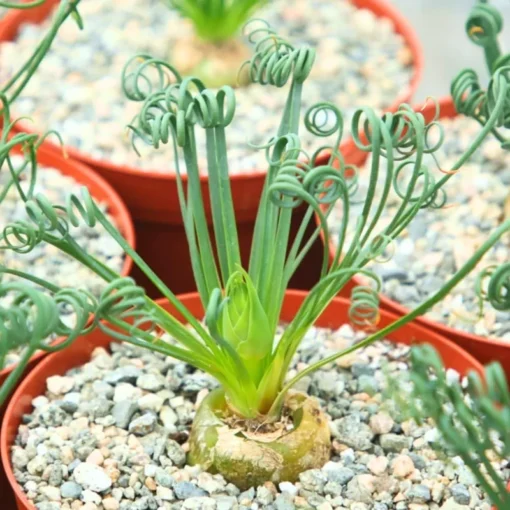 Albuca Spiralis Frizzle Sizzle – Live Corkscrew Succulent in 4" or 6" Pot