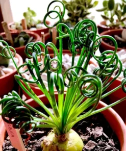 Albuca Spiralis Frizzle Sizzle – Live Corkscrew Succulent in 4" or 6" Pot