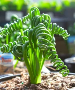 Albuca Spiralis Frizzle Sizzle – Live Corkscrew Succulent in 4