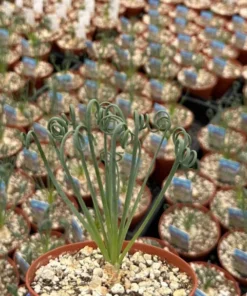 Albuca Spiralis Frizzle Sizzle – Live Corkscrew Succulent in 4