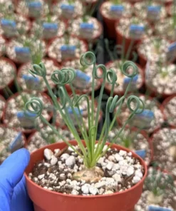 Albuca Spiralis Frizzle Sizzle – Live Corkscrew Succulent in 4