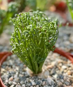 Albuca Spiralis Frizzle Sizzle – Live Corkscrew Succulent in 4