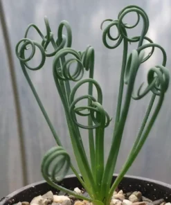 Albuca Spiralis Frizzle Sizzle – Live Corkscrew Succulent in 4
