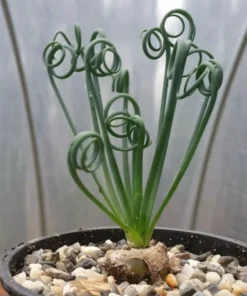Albuca Spiralis Frizzle Sizzle – Live Corkscrew Succulent in 4