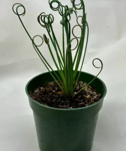 Albuca Spiralis Frizzle Sizzle – Live Corkscrew Succulent in 4