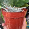 Aloe Blizzard Succulent 4 Inch Pot | Easy Care Houseplant