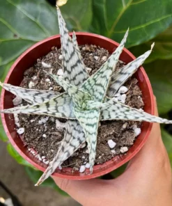 Aloe Blizzard Succulent 4 Inch Pot | Easy Care Houseplant